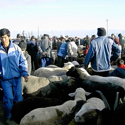 livestock market (Karakol)