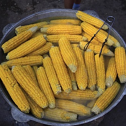Kyrgyzstan corn