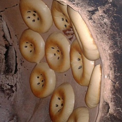 Famous Samarkand bread (lepeshka)